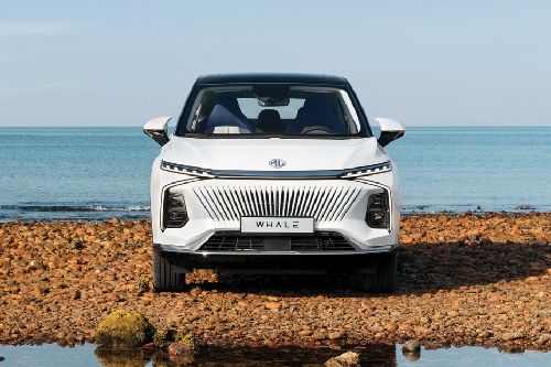 Full Front View of Whale