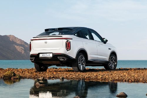 Whale Rear angle view